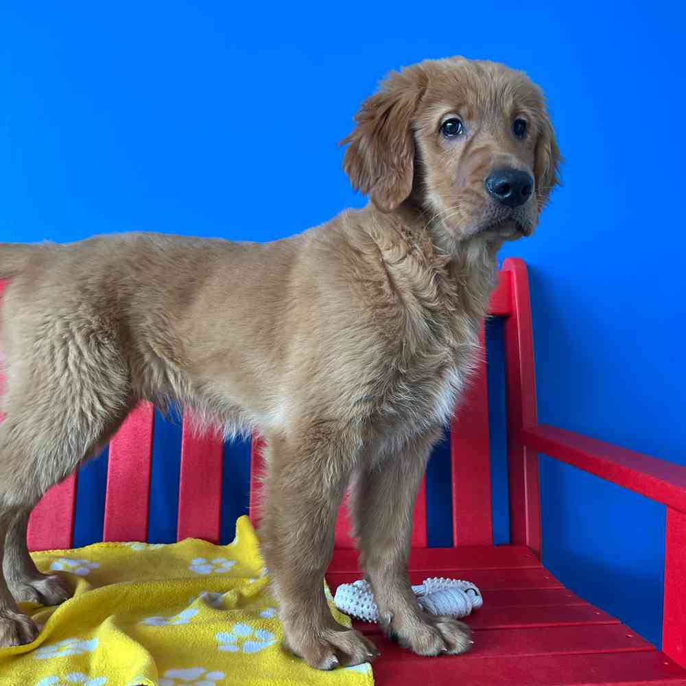 Image of a pet breed in the gallery