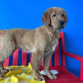 Golden Retriever