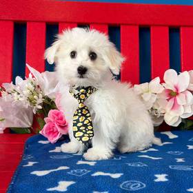 Maltese