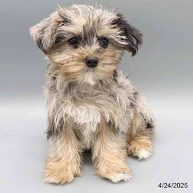 Yorkie-Poo