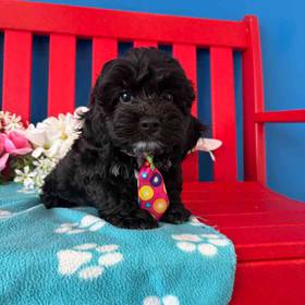 Cockapoo