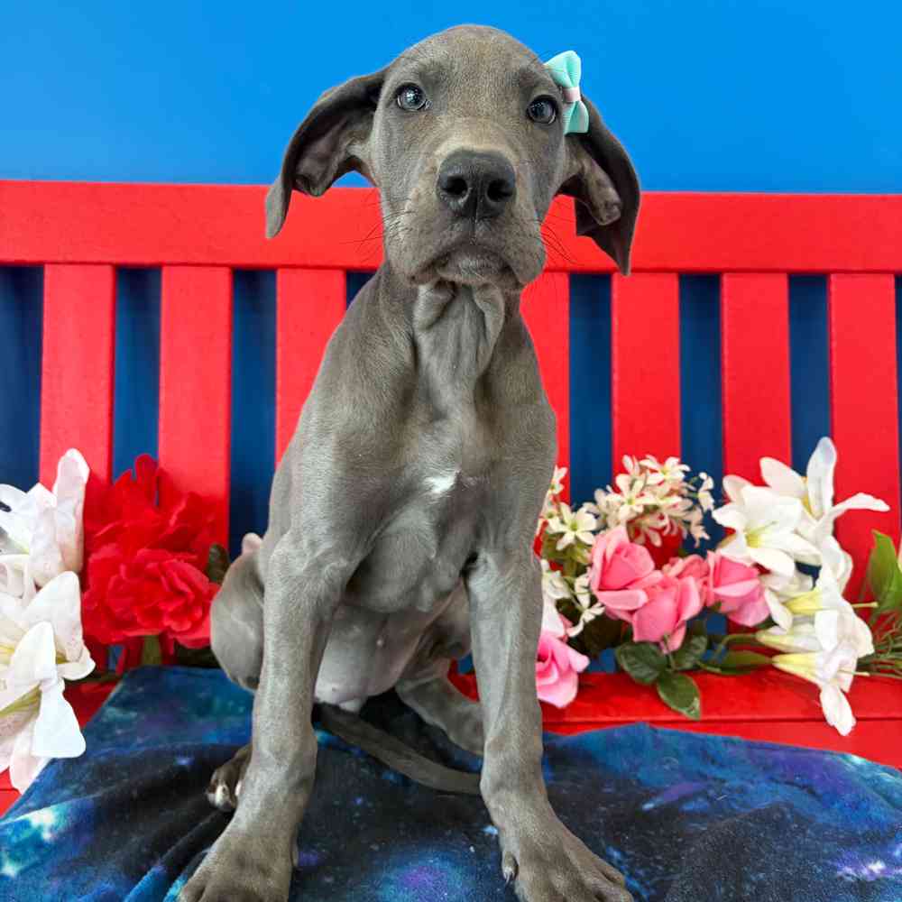 Image of a pet breed in the gallery