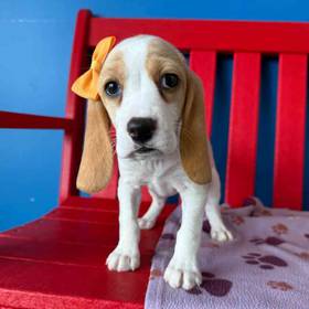 Beagle