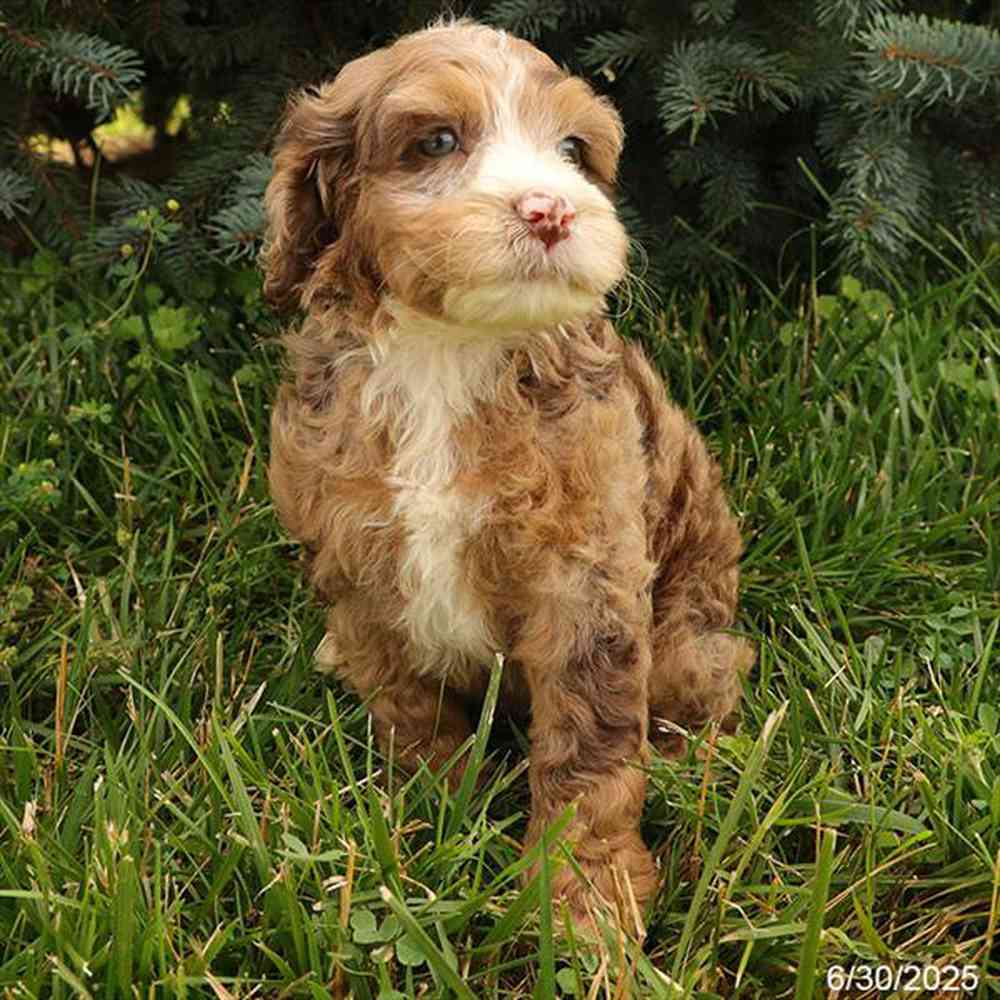 Image of a pet breed in the gallery