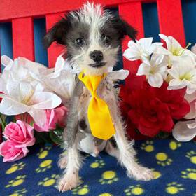 Chinese Crested