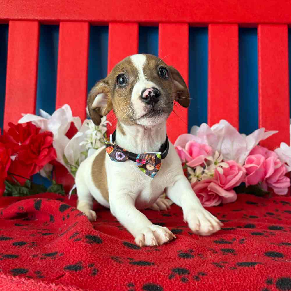 carousel pet images