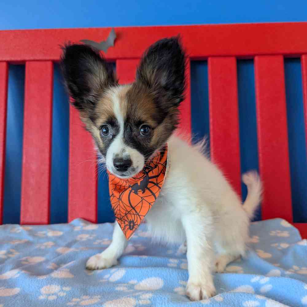 Image of a pet breed in the gallery