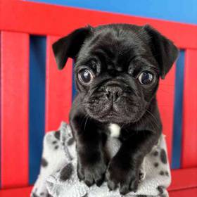 Pug