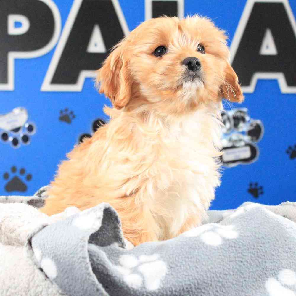 Dawson Male Cavapoo Puppy for sale in Manchester