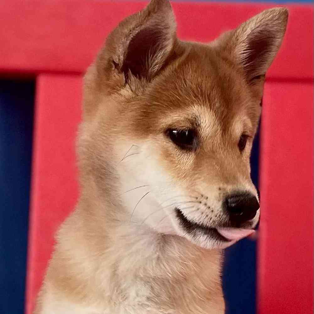 carousel pet images