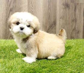 Lhasa Apso