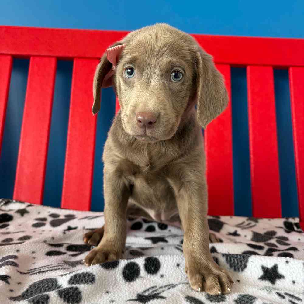 Image of a pet breed in the gallery