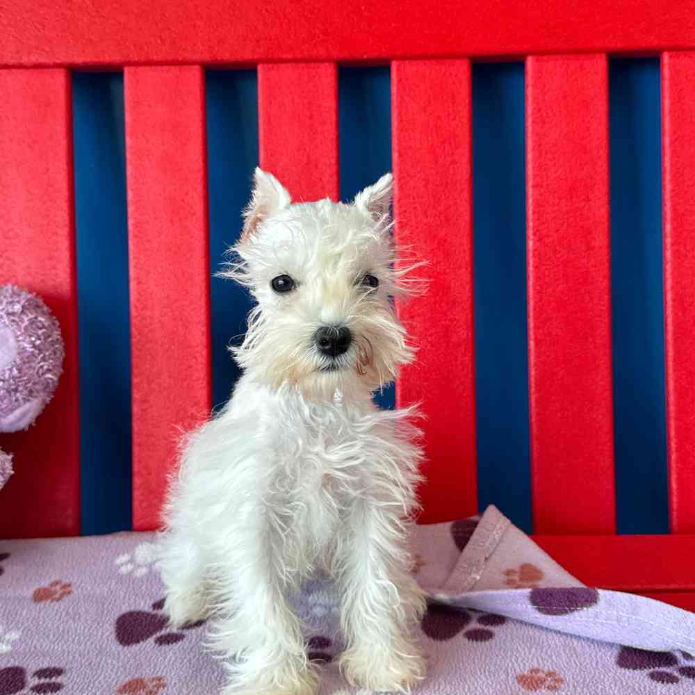 Image of a pet breed in the gallery