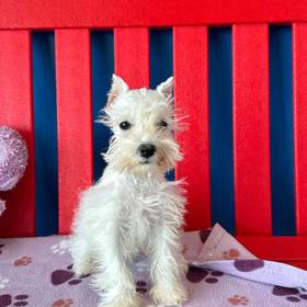 Mini Schnauzer