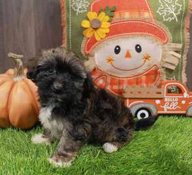 Havanese