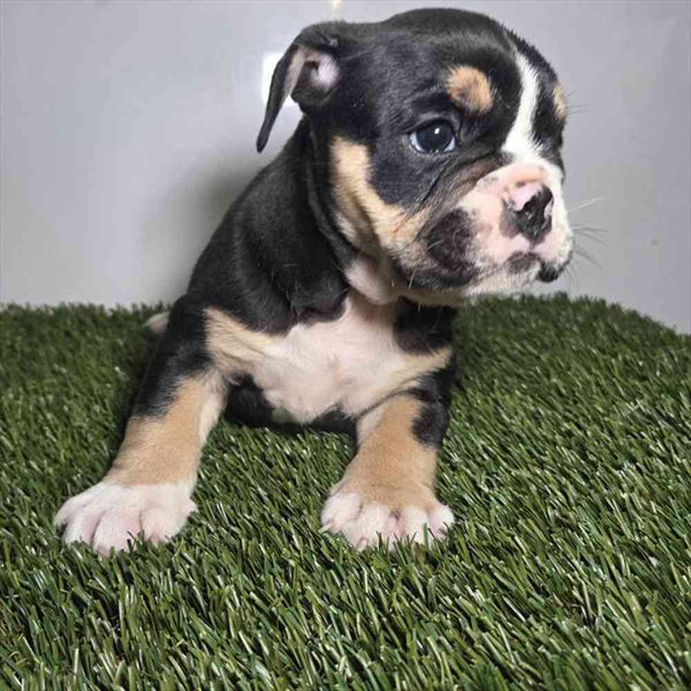 Image of a pet breed in the gallery