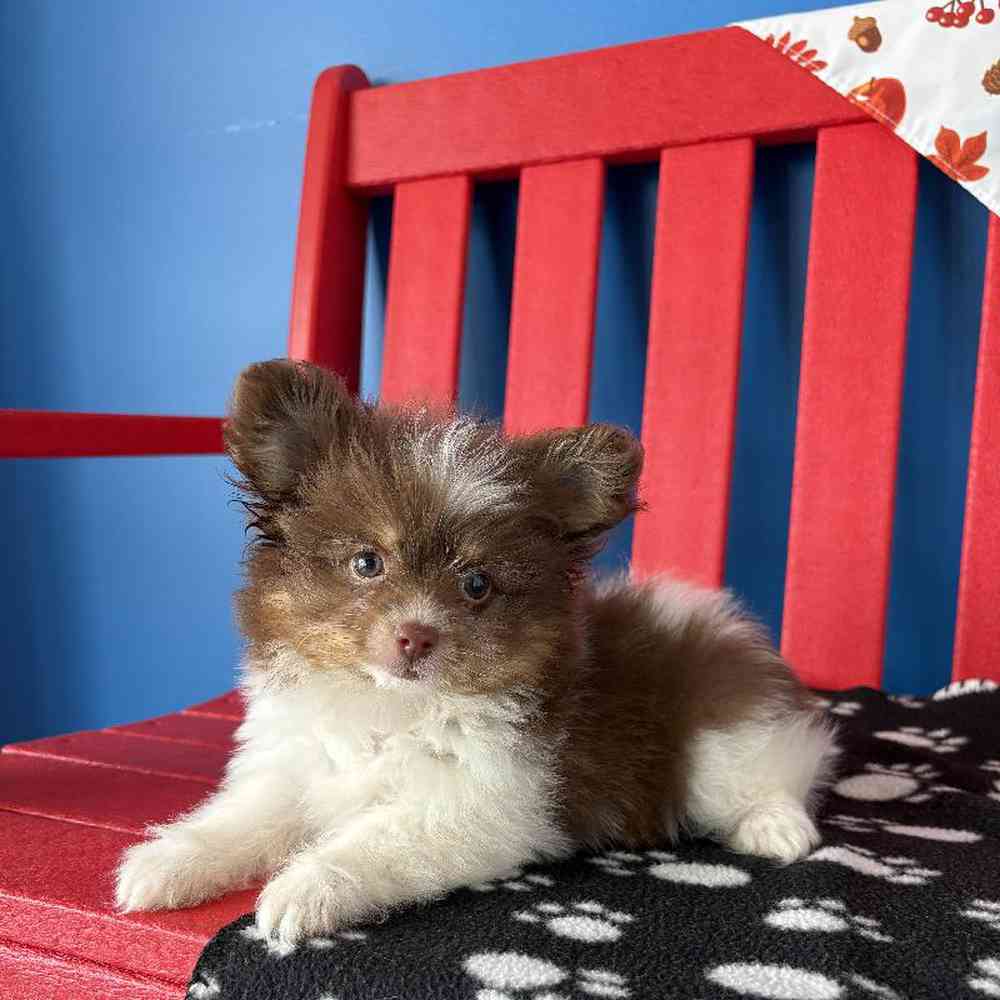 carousel pet images