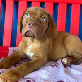 Dogue De Bordeaux