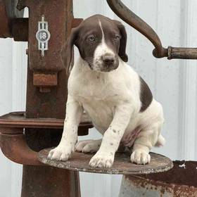 German Shorthaired Pointer