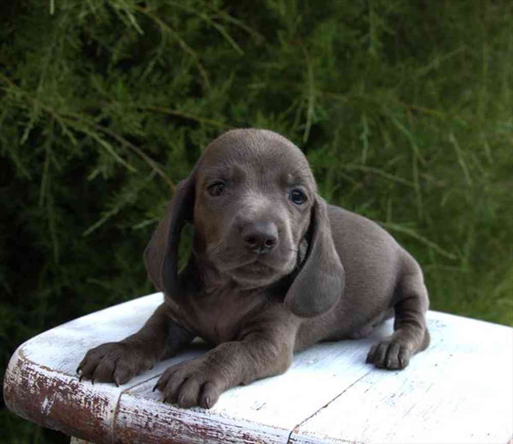 Image of a pet breed in the gallery