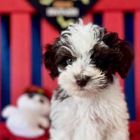 Cavapoo