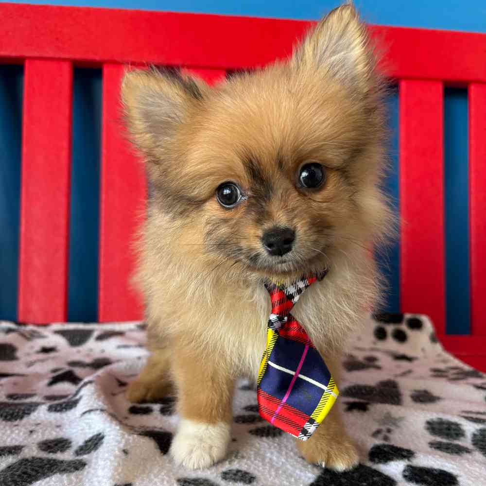 Image of a pet breed in the gallery