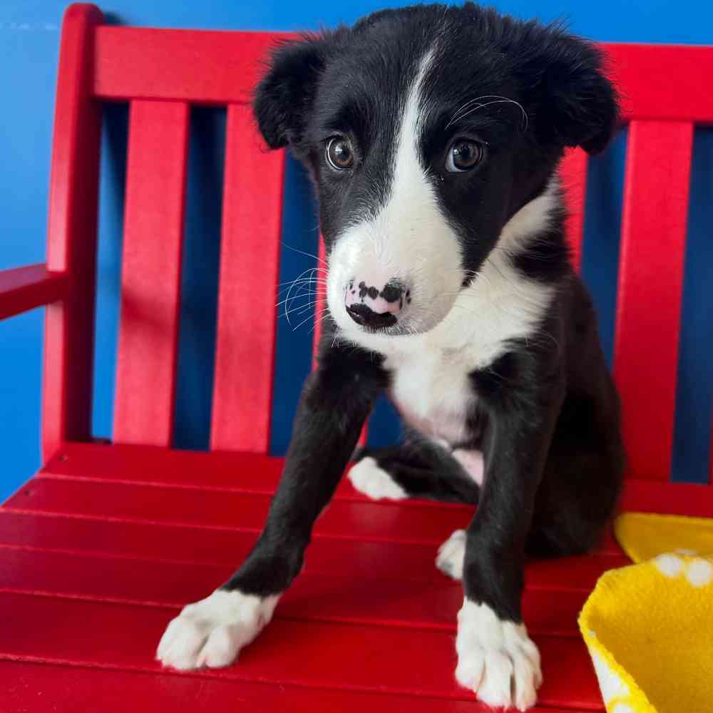 Image of a pet breed in the gallery