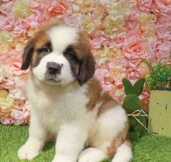 Saint Bernard