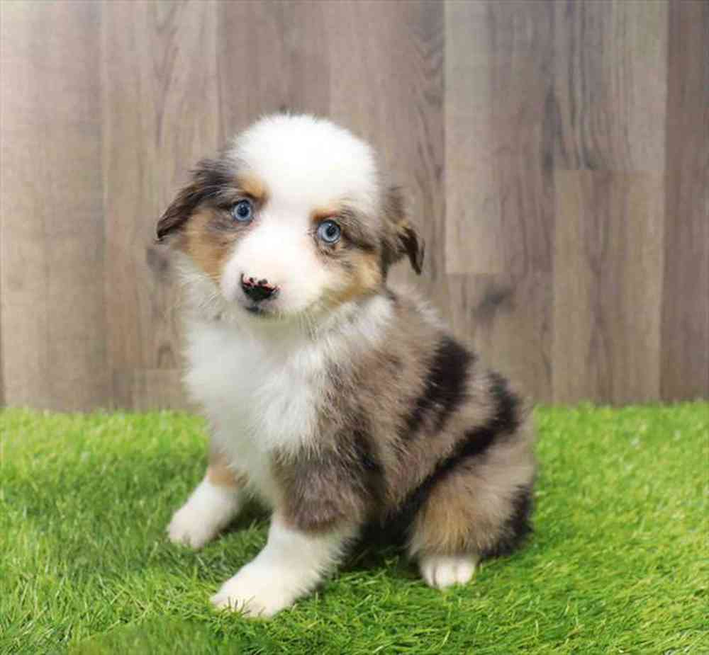 Ally - Female Mini Aussie Puppy for sale in Manchester
