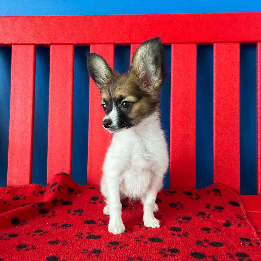 Image of a pet breed in the gallery