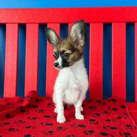 Papillon