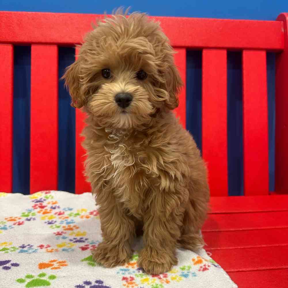 Image of a pet breed in the gallery