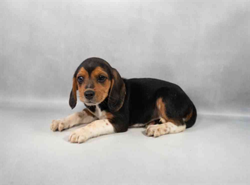 Image of a pet breed in the gallery