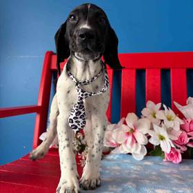 German Shorthaired Pointer