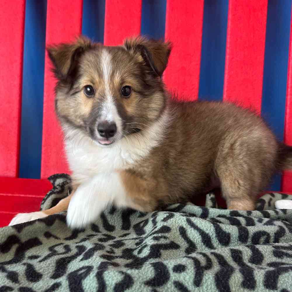Image of a pet breed in the gallery