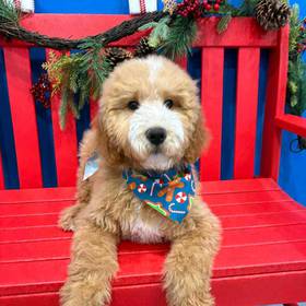 Goldendoodle