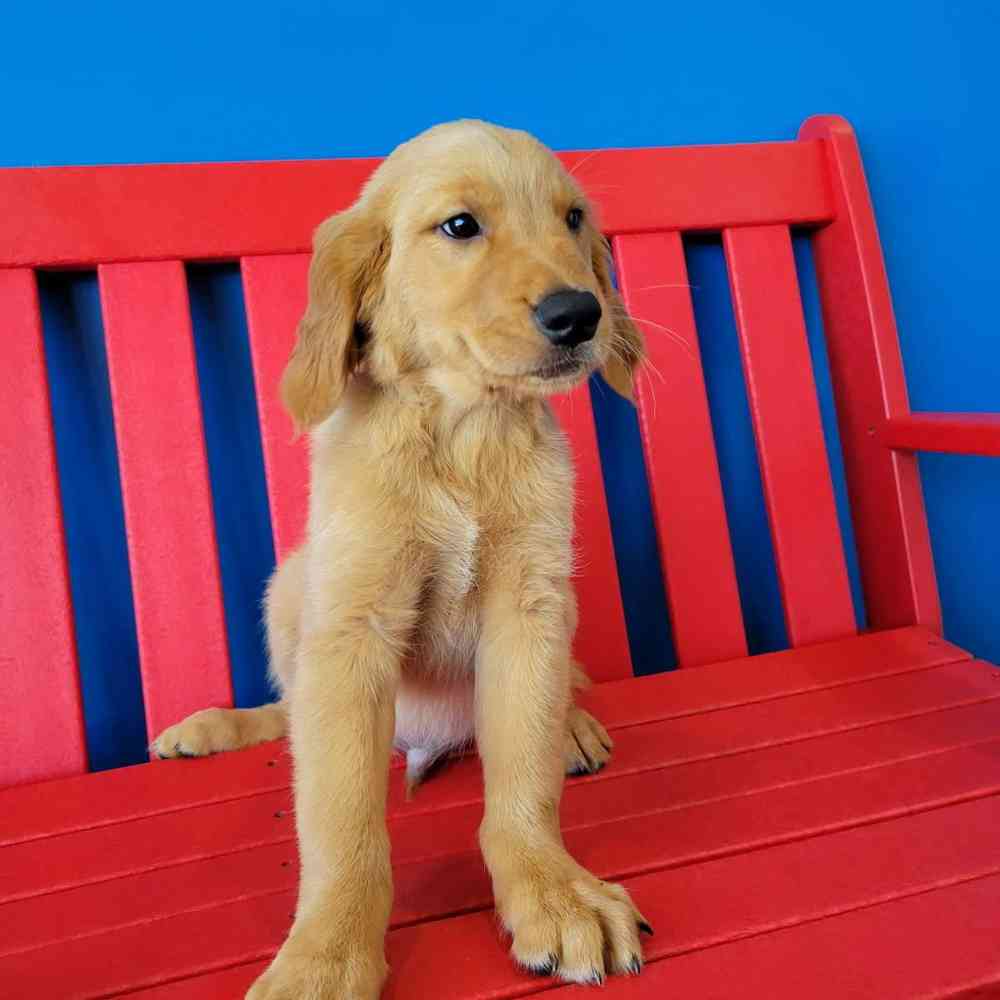 Image of a pet breed in the gallery