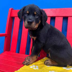 Rottweiler