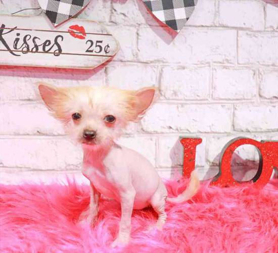Chinese Crested