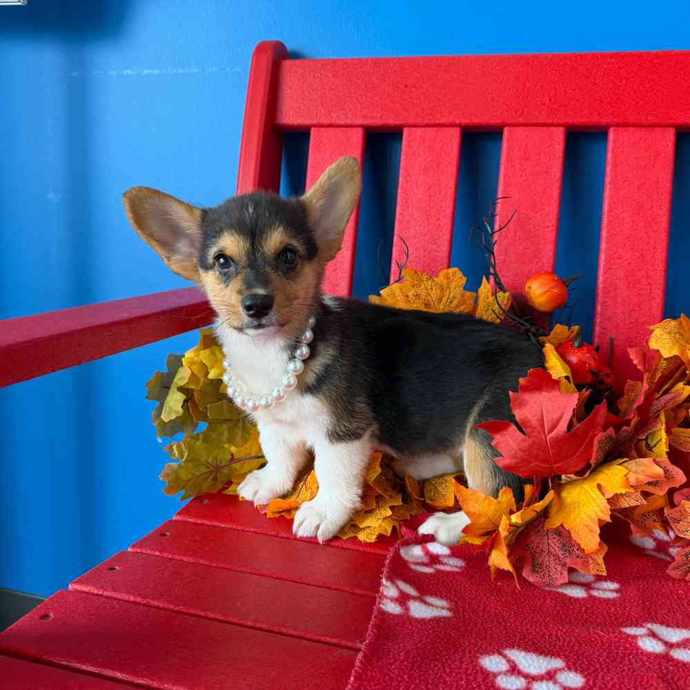 Image of a pet breed in the gallery