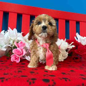 Cavapoo