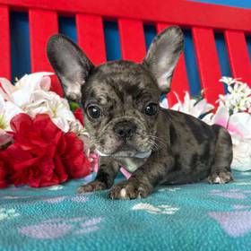 French Bulldog