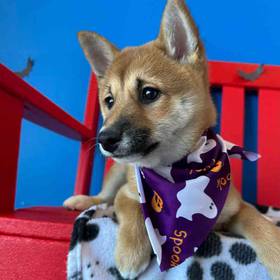 Shiba Inu