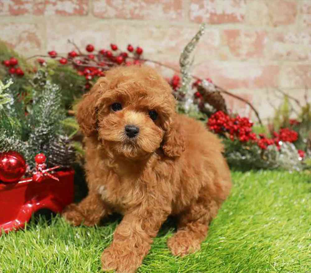 Coockapoo Side Mini F2 Mini Cockapoo Puppies for sale - The Puppy Palace of Manchester