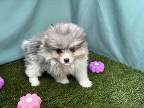 Pomeranian