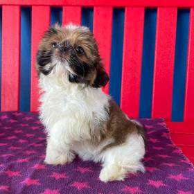 Shih Tzu
