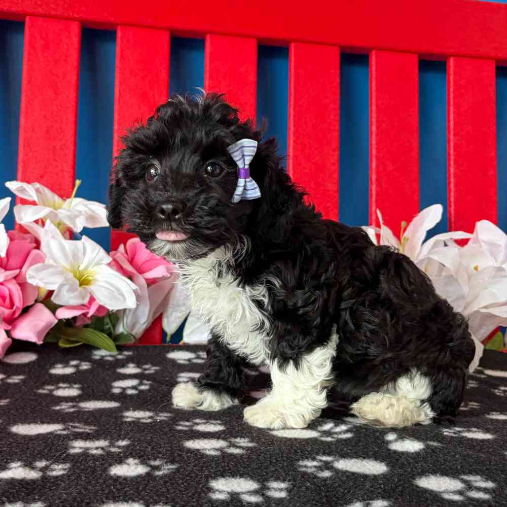 carousel pet images