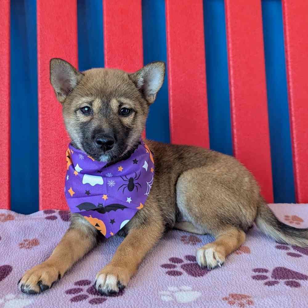 carousel pet images