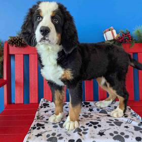 Bernese Mountain Dog