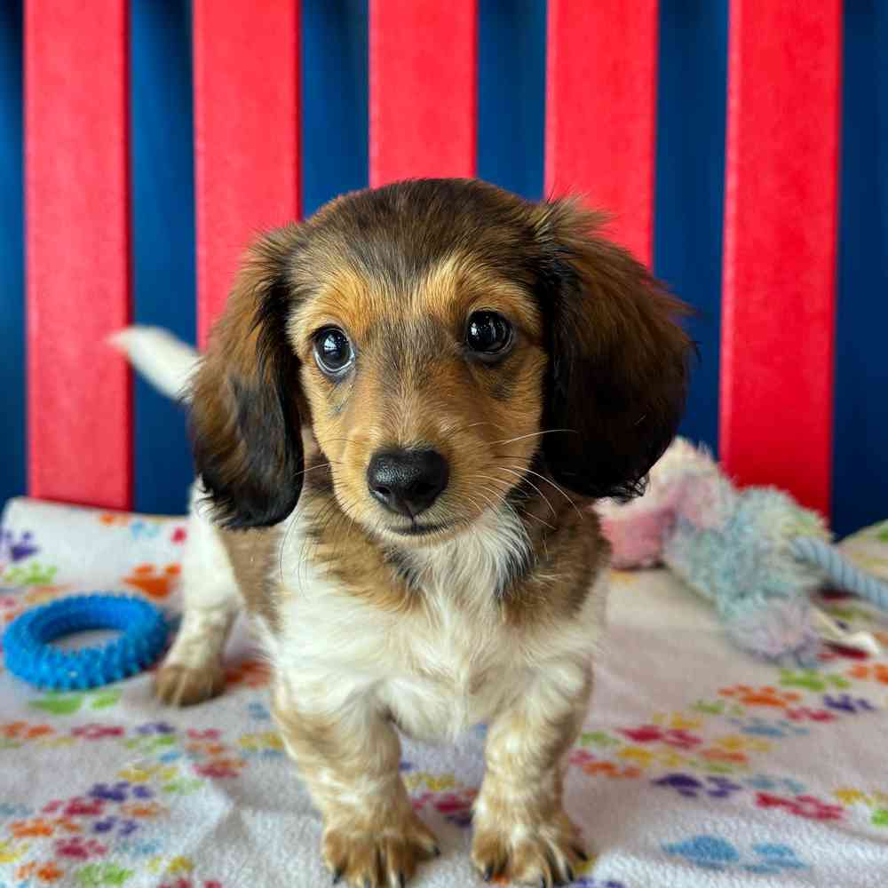 Image of a pet breed in the gallery